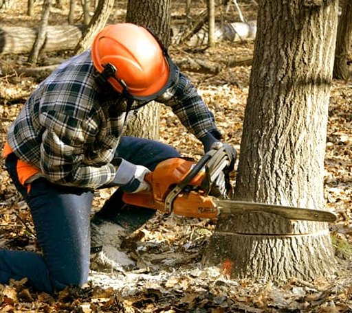 Tree Removal in Crandall, TX